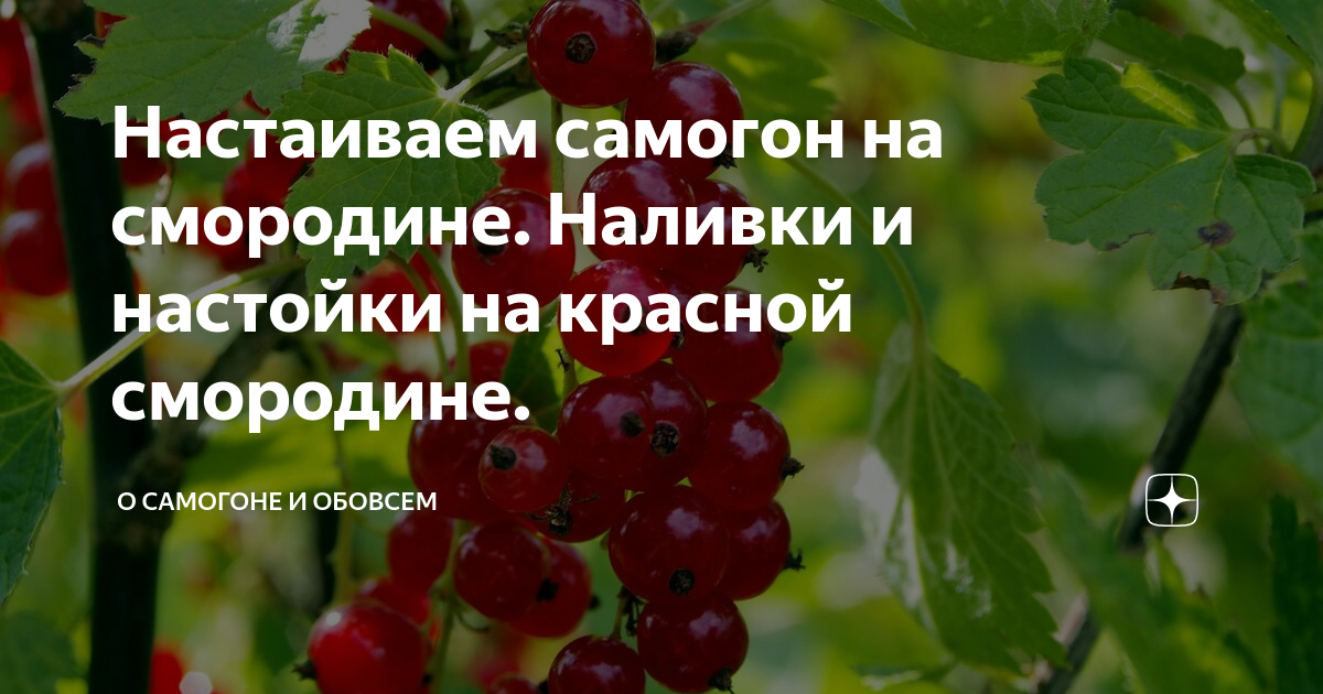 Как настоять самогон на смородине? Смородиновая настойка своими руками по рецепту