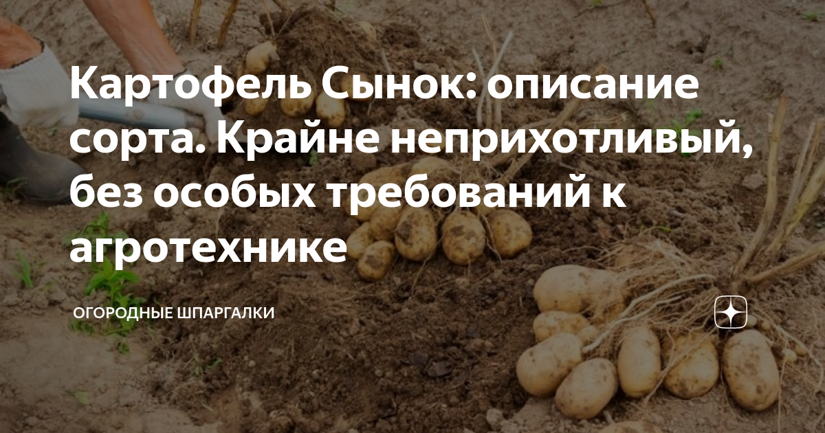 Картофель Сынок: народный чудо-сорт с урожайностью до 10 кг с куста! Дачная Колл