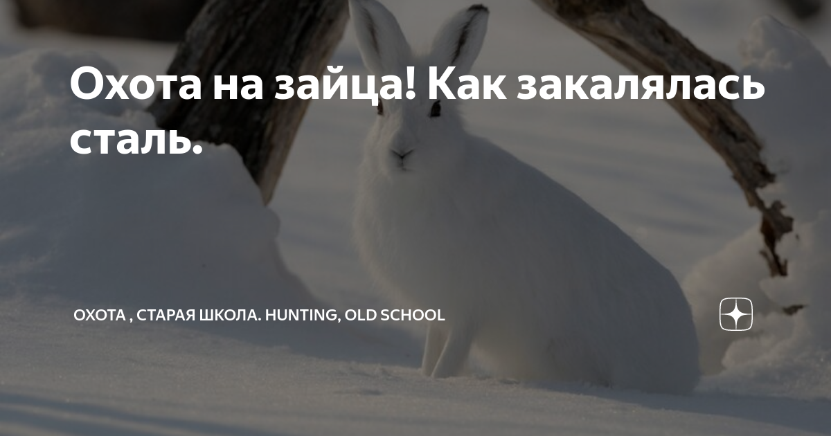 картинки кричащего зайца. заяц бежит. кролик экспрессия. голос зайца. белый кролик.