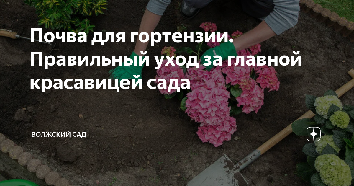 Посадка гортензии весной в открытый грунт. Посадка гортензии весной в открытый грунт. Сажаем гортензию весной в открытый. Правила посадки гортензии весной в открытый грунт. Правила посадки гортензии весной в открытый грунт.