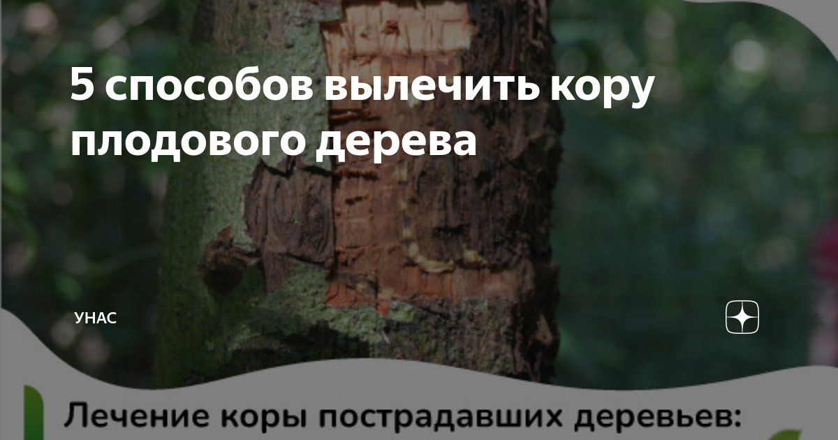 Виды прививок плодовых деревьев и садового вара