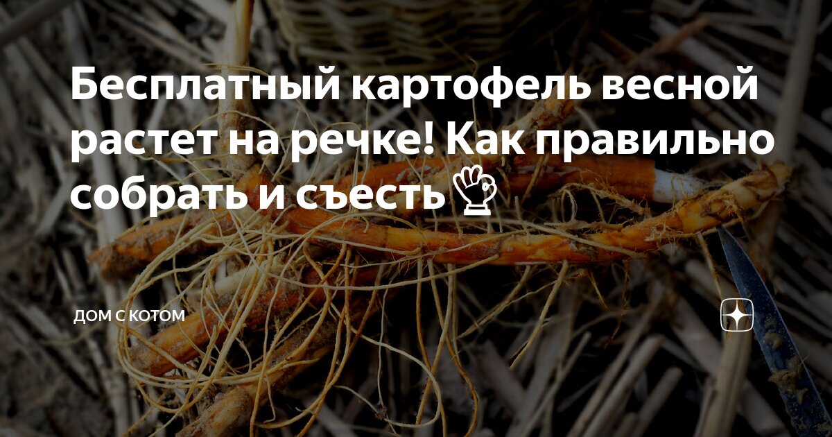 Бесплатный картофель весной растет на речке! Как правильно собрать и ...
