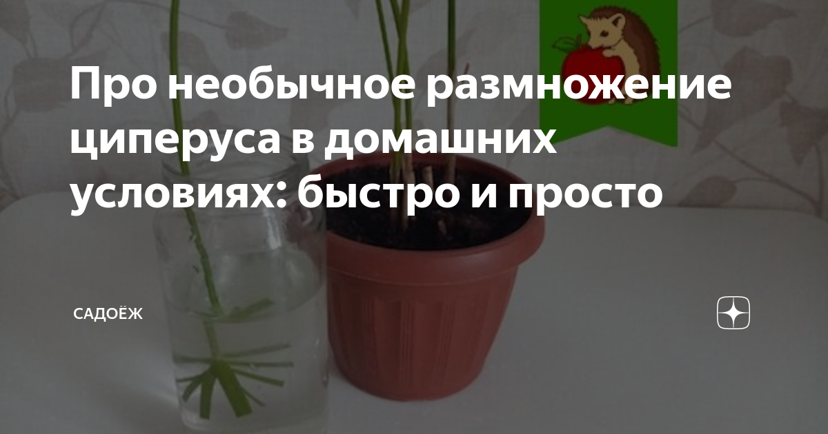 Выращивание циперуса в домашних условиях: посадка, размножение и уход