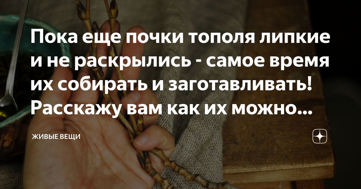 Пока еще почки тополя липкие и не раскрылись - самое время их собирать ...