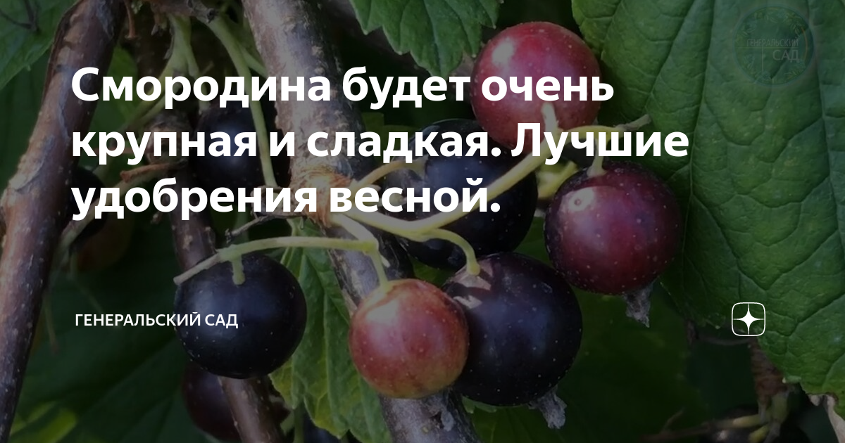 Смородина будет очень крупная и сладкая. Лучшие удобрения весной ...
