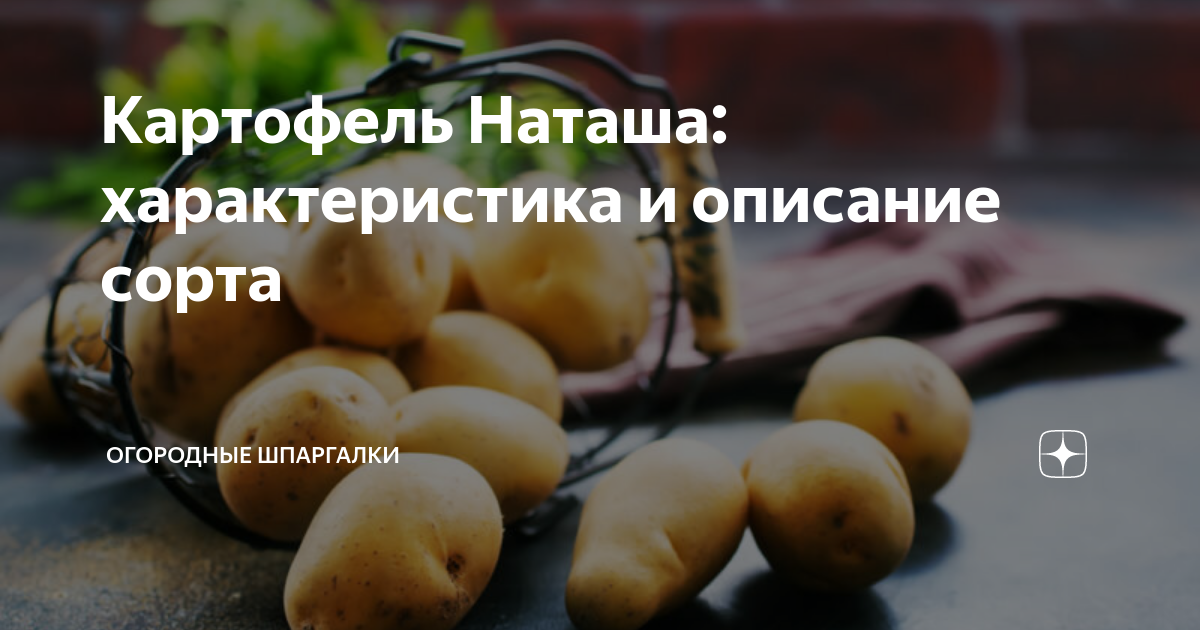 Картофель наташа описание