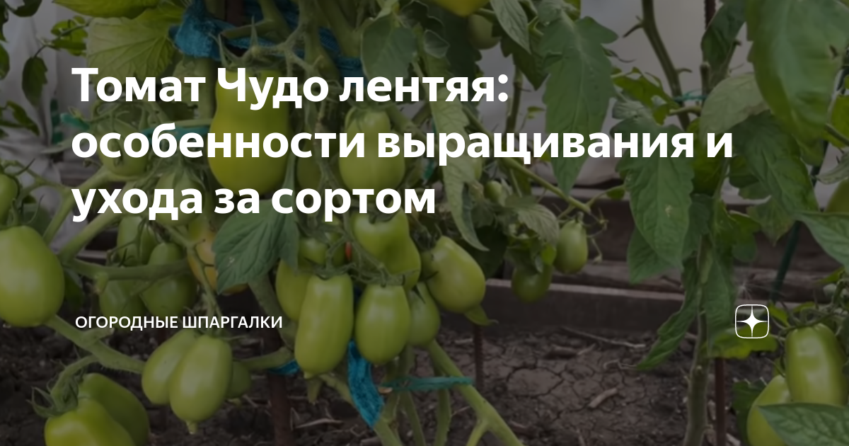 Томаты сорт чудо лентяя отзывы фото Томат Чудо лентяя, 0,1 г Сибирская серия, купить в интернет магазине Seedspost.r