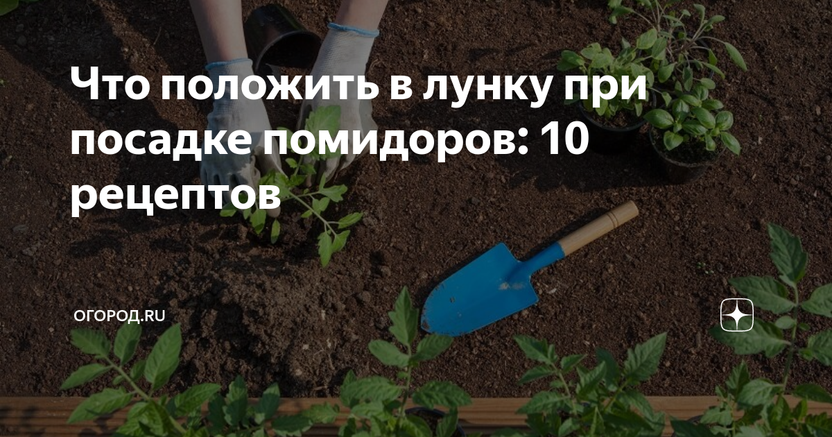 Что положить в лунку при посадке томатов. Что положить в лунку при посадке помидор.