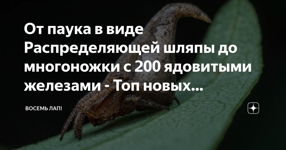 От паука в виде Распределяющей шляпы до многоножки с 200 ядовитыми ...
