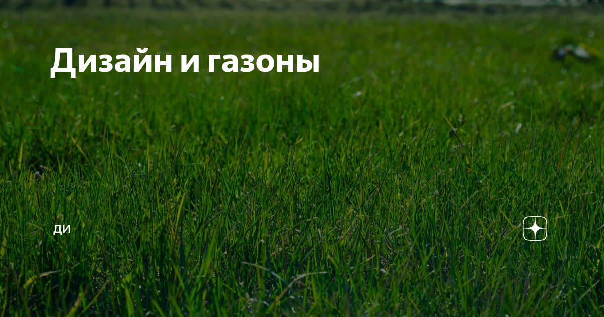 Газон на даче: как сделать зеленую лужайку своими руками