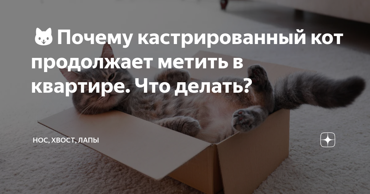 Почему кот метит после кастрации. Кастрированный кот метит территорию. Продолжить кота. Кастрированный кот стал метить в квартире. Кастрированные коты метят территорию в квартире.