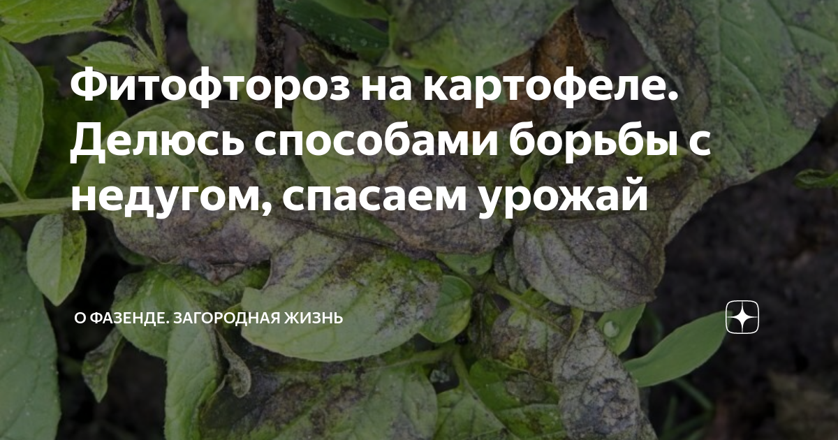 Фитофтороз на картофеле. Делюсь способами борьбы с недугом, спасаем ...