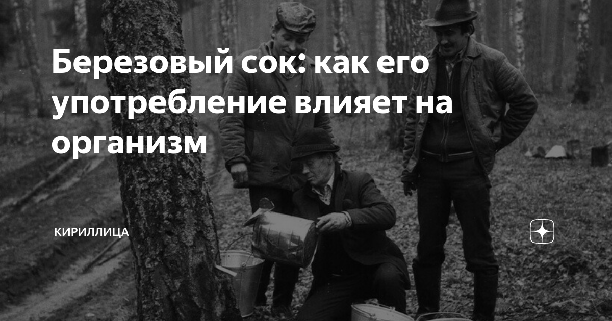 Березовый сок: как его употребление влияет на организм | Кириллица | Дзен