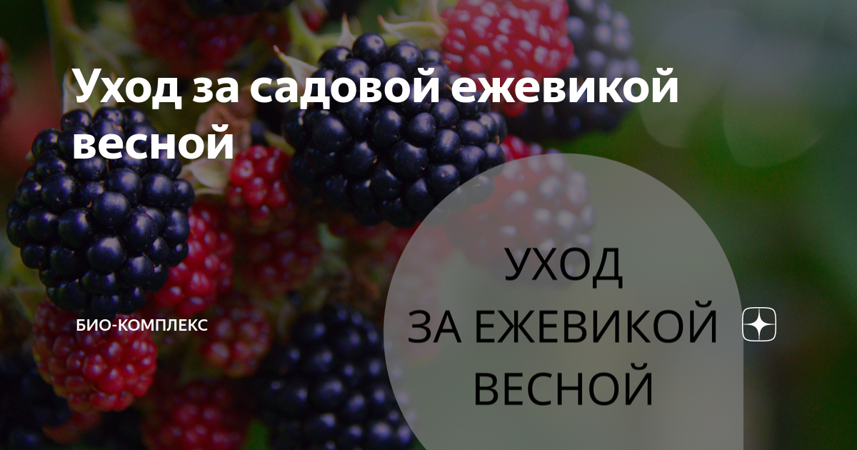 Как ухаживать за ежевикой весной