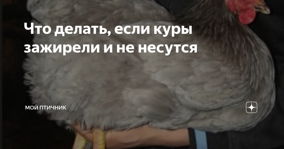 Куры зажирели и перестали нестись: что делать, если плохо несутся осенью и почему