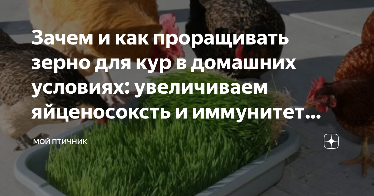 Как прорастить пшеницу для кур