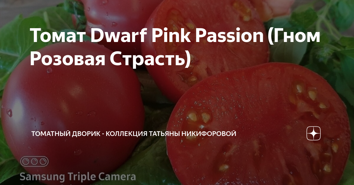 Томат Dwarf Pink Passion (Гном Розовая Страсть)