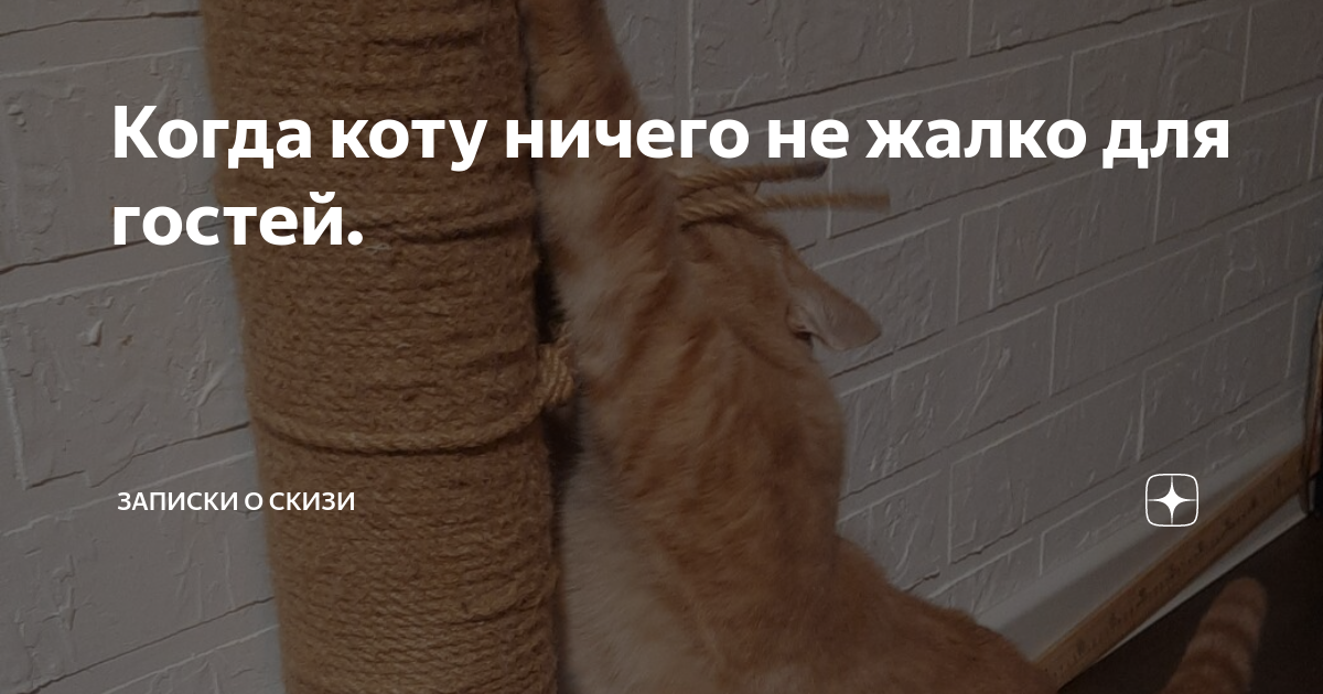 Когда коту ничего не жалко для гостей. | Записки о Скизи | Дзен