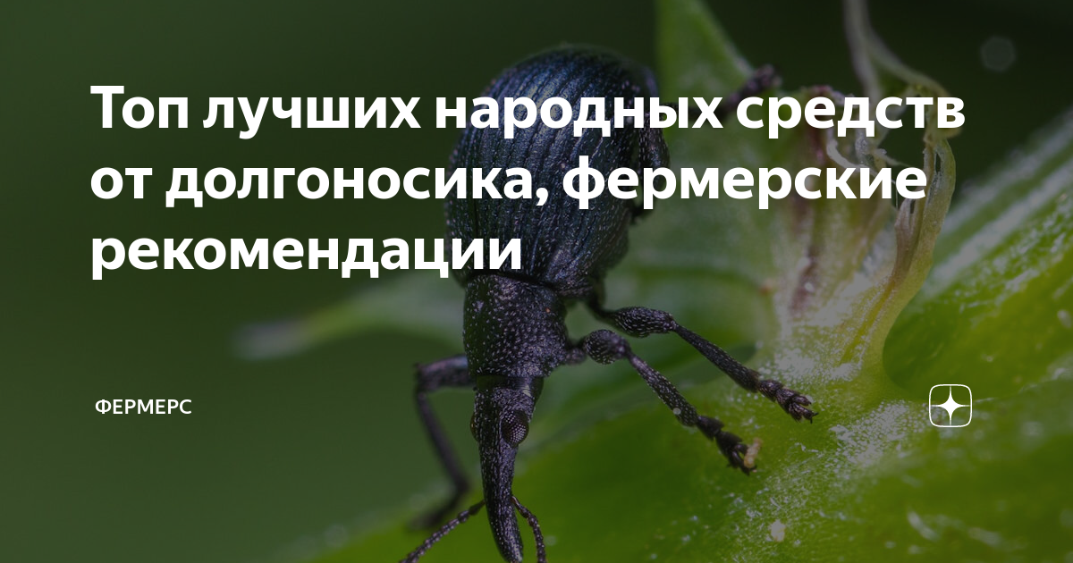 Топ лучших народных средств от долгоносика, фермерские рекомендации ...