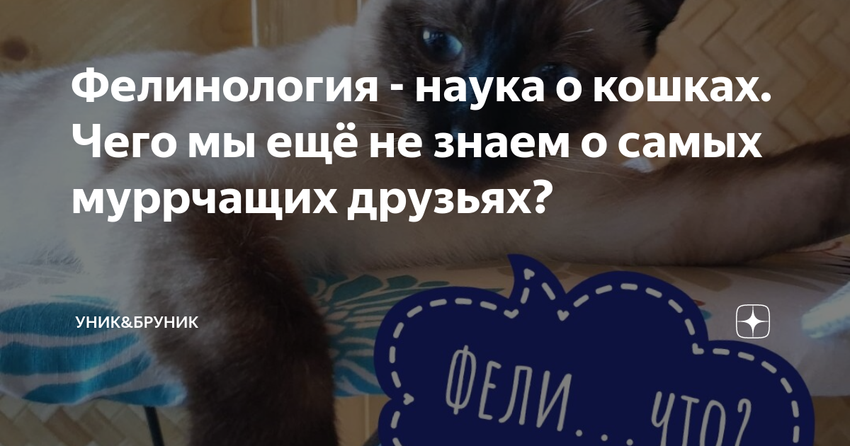 Фелинолог профессия. Фелинология книги. Фелинология наука о кошках. Кошка фелинология. Фелинолог профессия.
