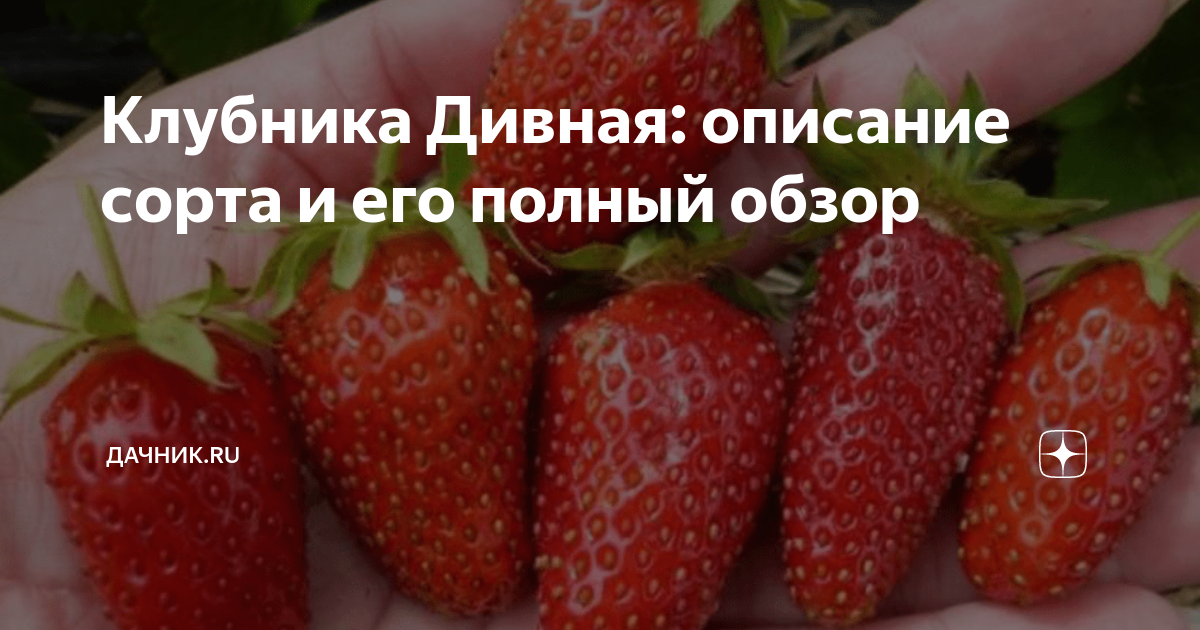 Основные характеристики растения