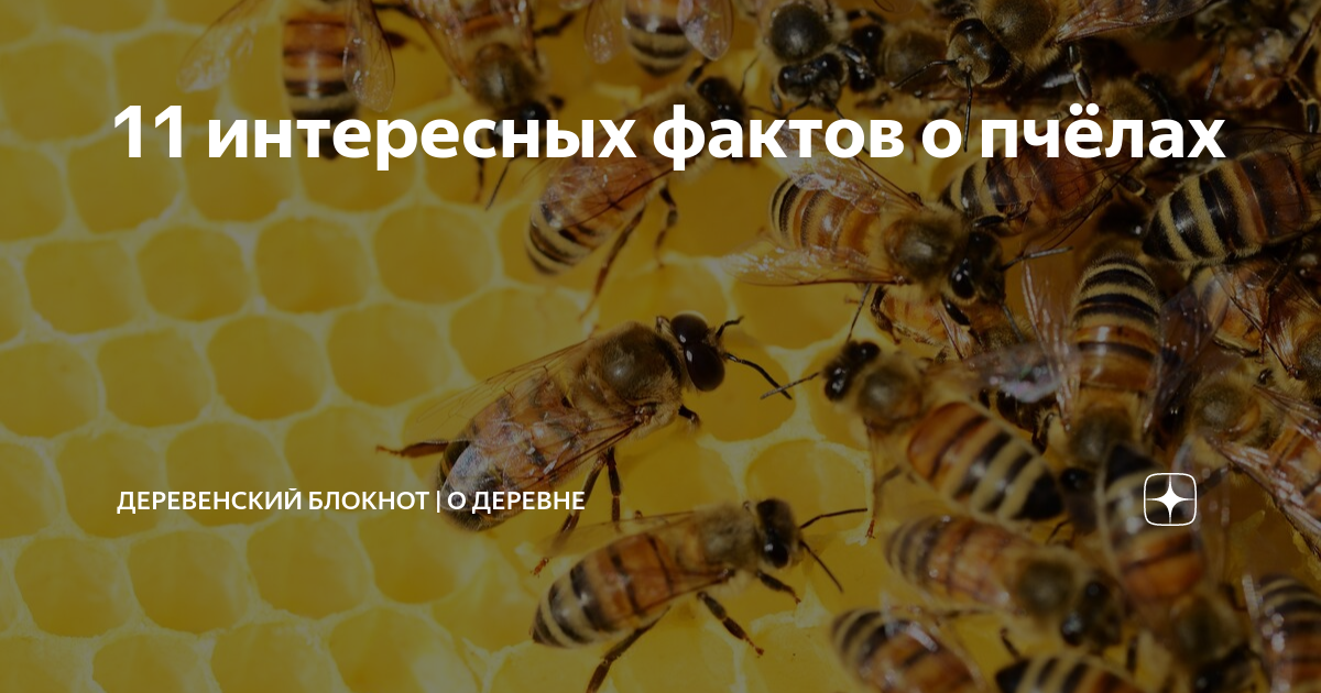 11 интересных фактов о пчёлах | Деревенский блокнот | О деревне | Дзен