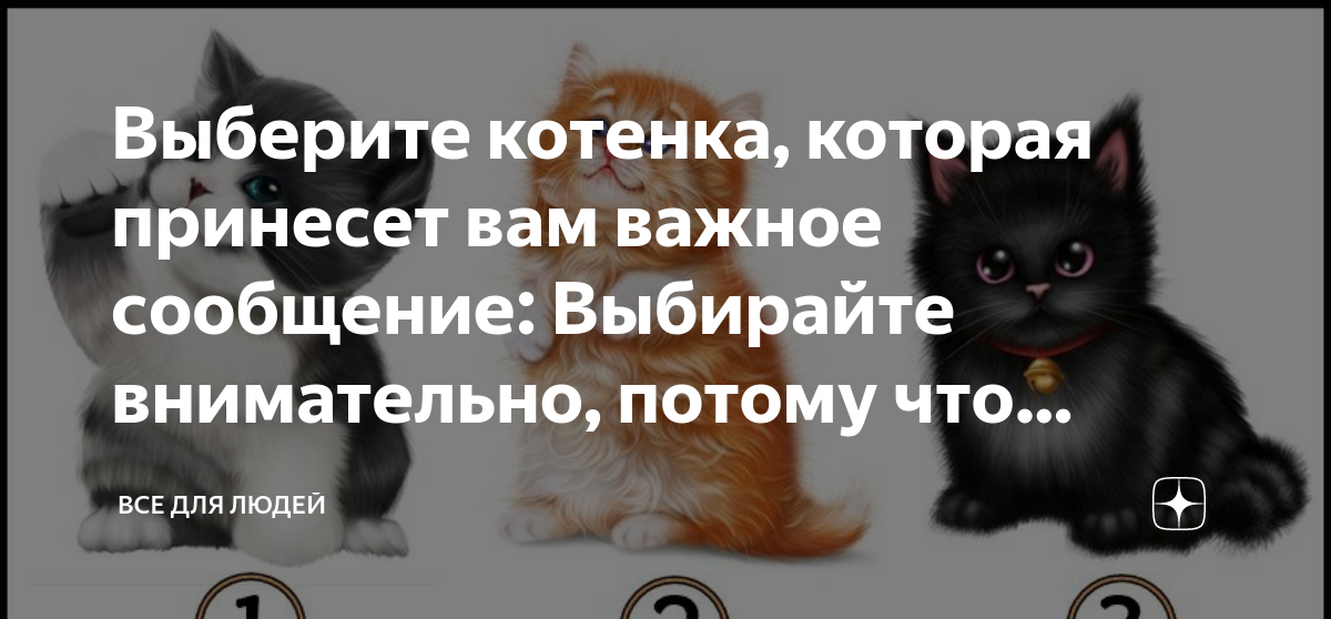 выберите котика