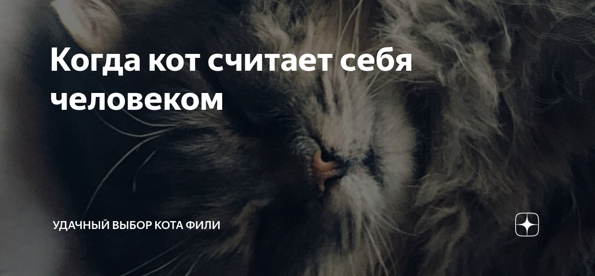Когда кот считает себя человеком | Удачный выбор кота Фили | Дзен