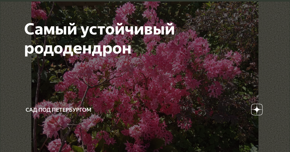 Самый устойчивый рододендрон | Сад под Петербургом | Дзен