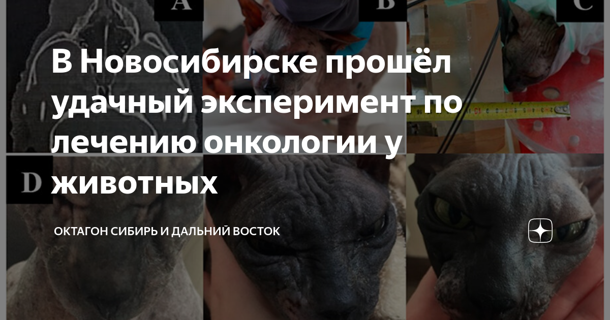 В Новосибирске прошёл удачный эксперимент по лечению онкологии у ...