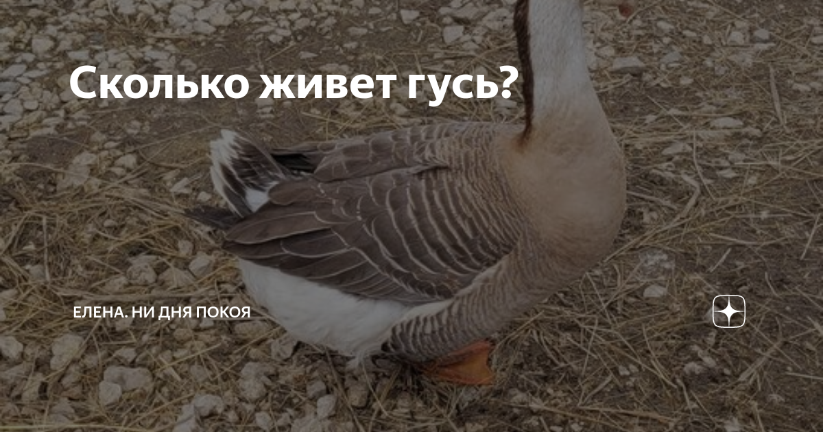 Сколько живет гусь? | Елена. Ни дня покоя | Дзен