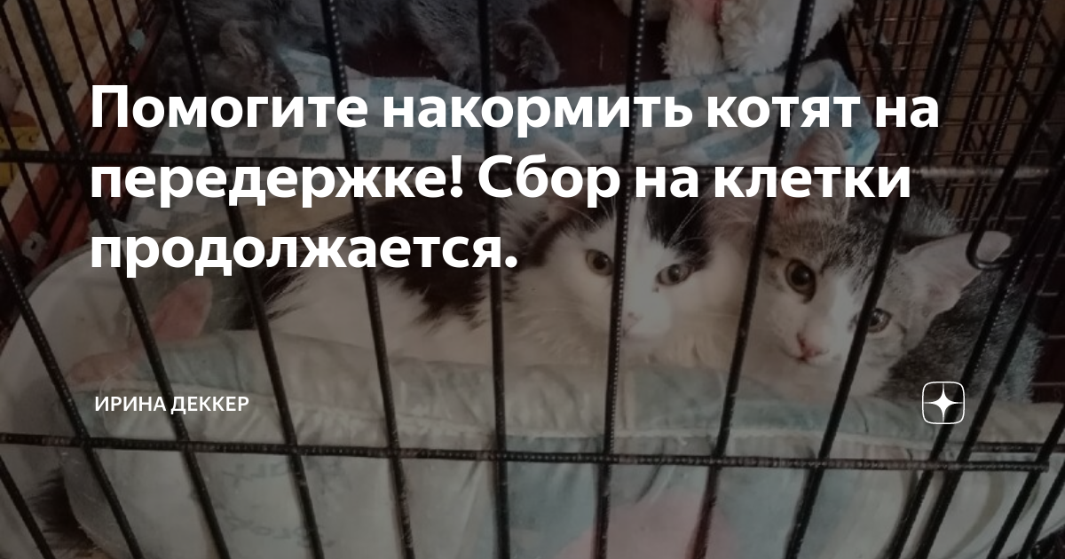 Оставить кота на передержку. Покорми котенка. Сбор для передержек для животных.