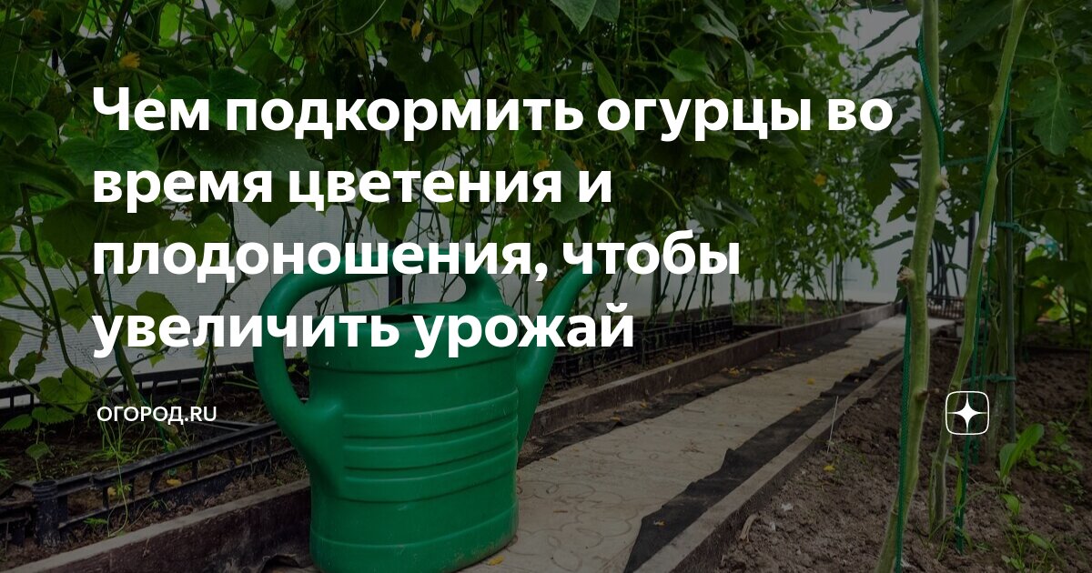 Чем подкормить огурцы для плодоношения. Чем подкормить кабачки в открытом грунте для роста и плодоношения.