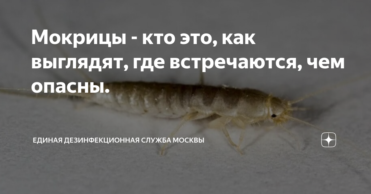 от чего в ванной мокрицы