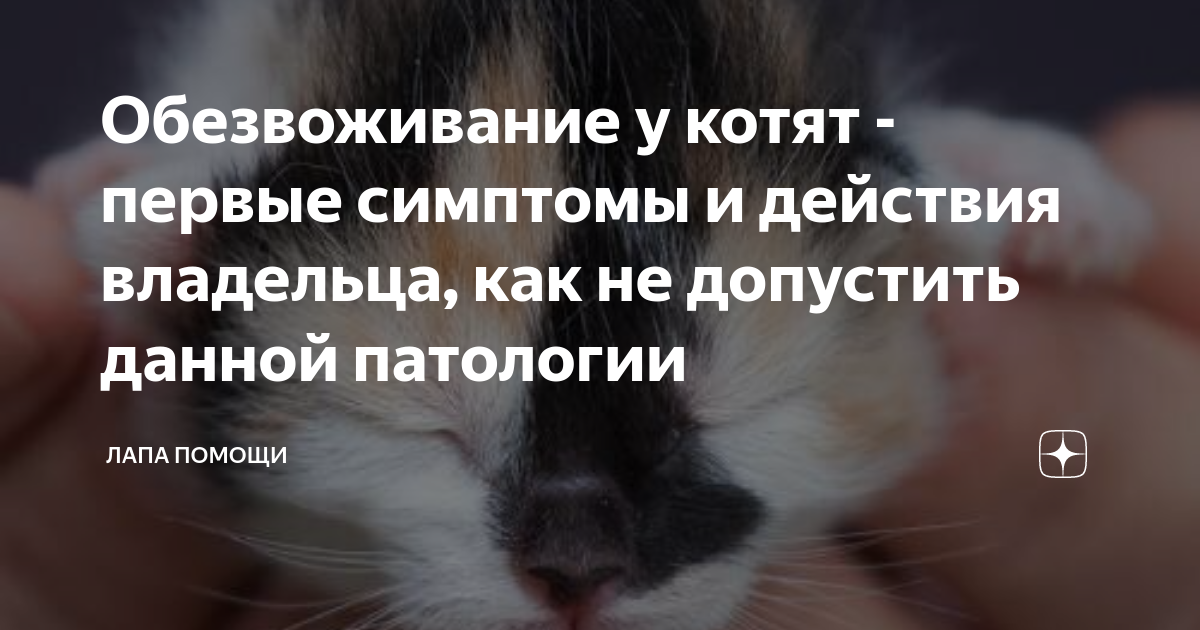 Как спасти кота от обезвоживания в домашних условиях, если у него понос