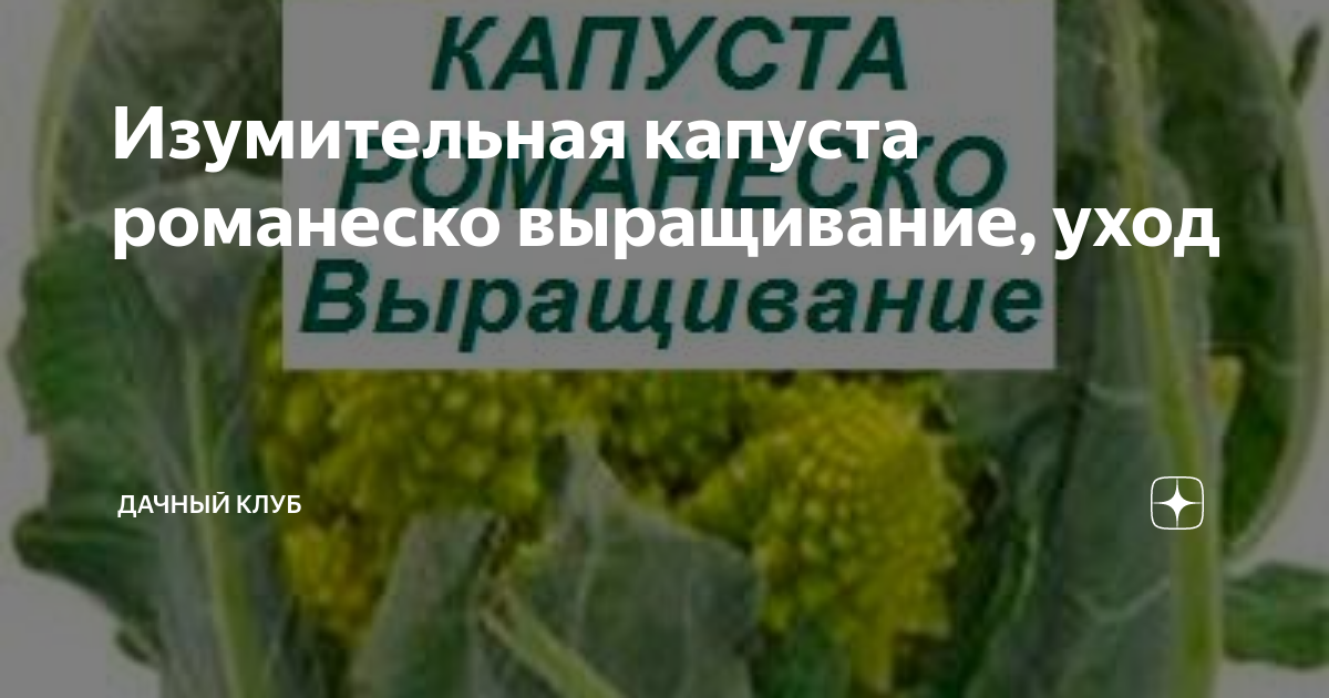 Загадочная капуста: как вырастить романеско на своем приусадебном участке