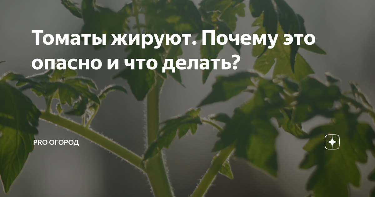 Томаты жируют. Почему это опасно и что делать?