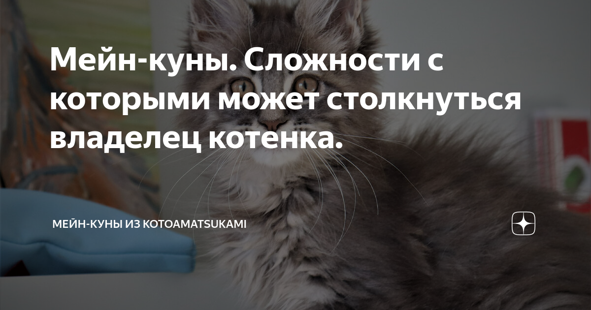 Котенок приучен к лотку но сходил на кровать