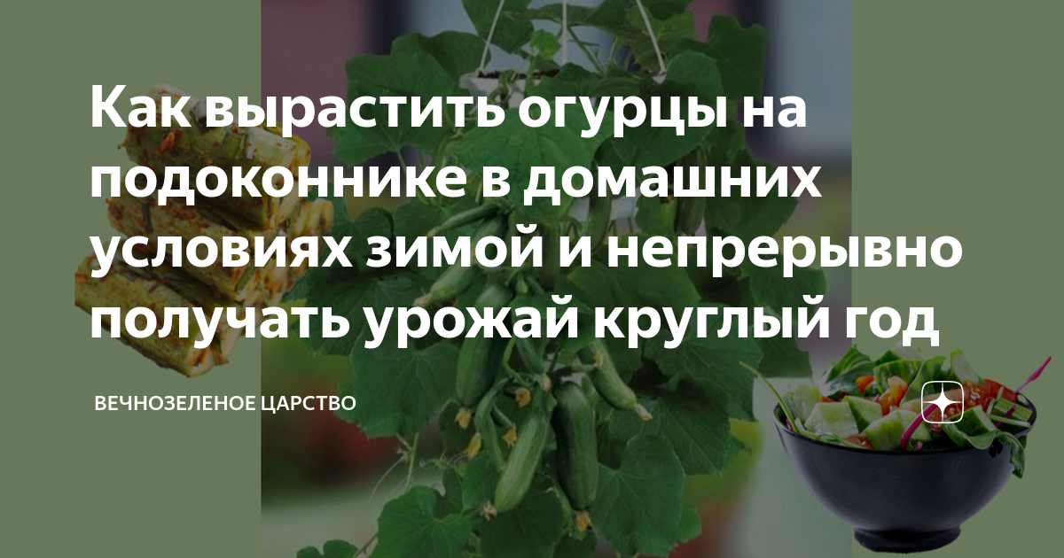 Урожай на подоконнике. Что можно вырастить у себя в квартире? | узистудия24.рф