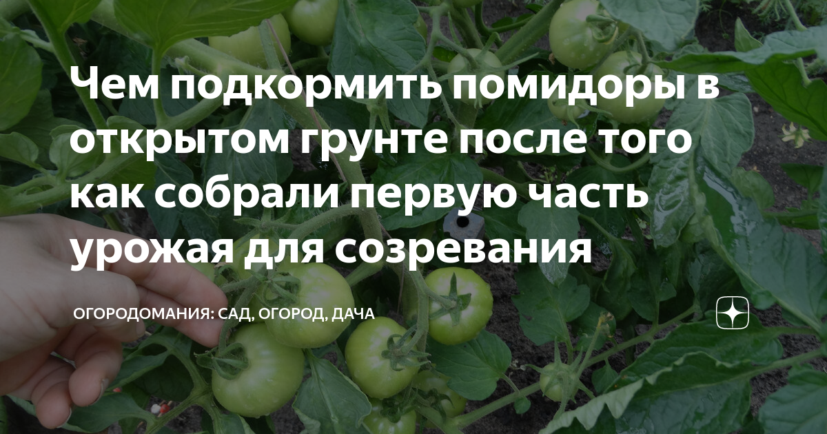 Чем подкормить помидоры во время созревания. Как помидоры подкормить дрожжами в открытом грунте. Чем подкормить помидоры чтобы ствол стал толстый.