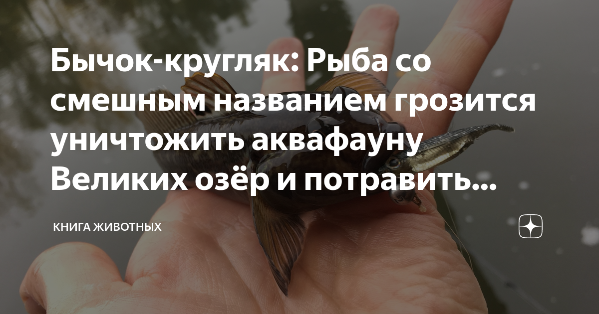 Бычок-кругляк: Рыба со смешным названием грозится уничтожить аквафауну ...