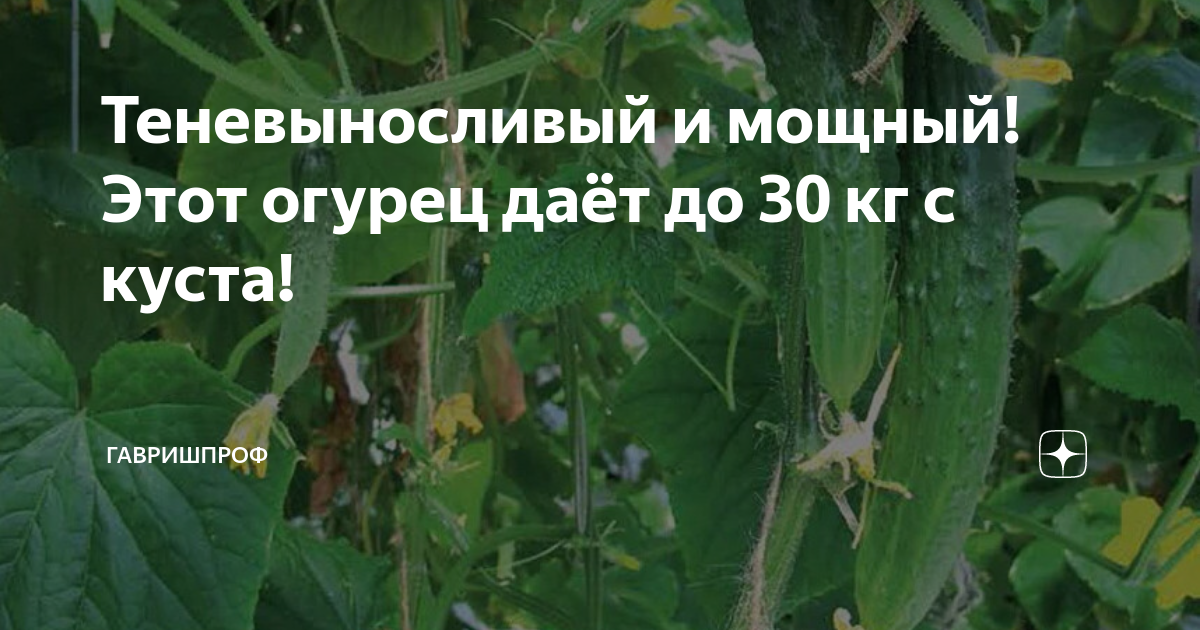 Теневыносливый и мощный! Этот огурец даёт до 30 кг с куста ...