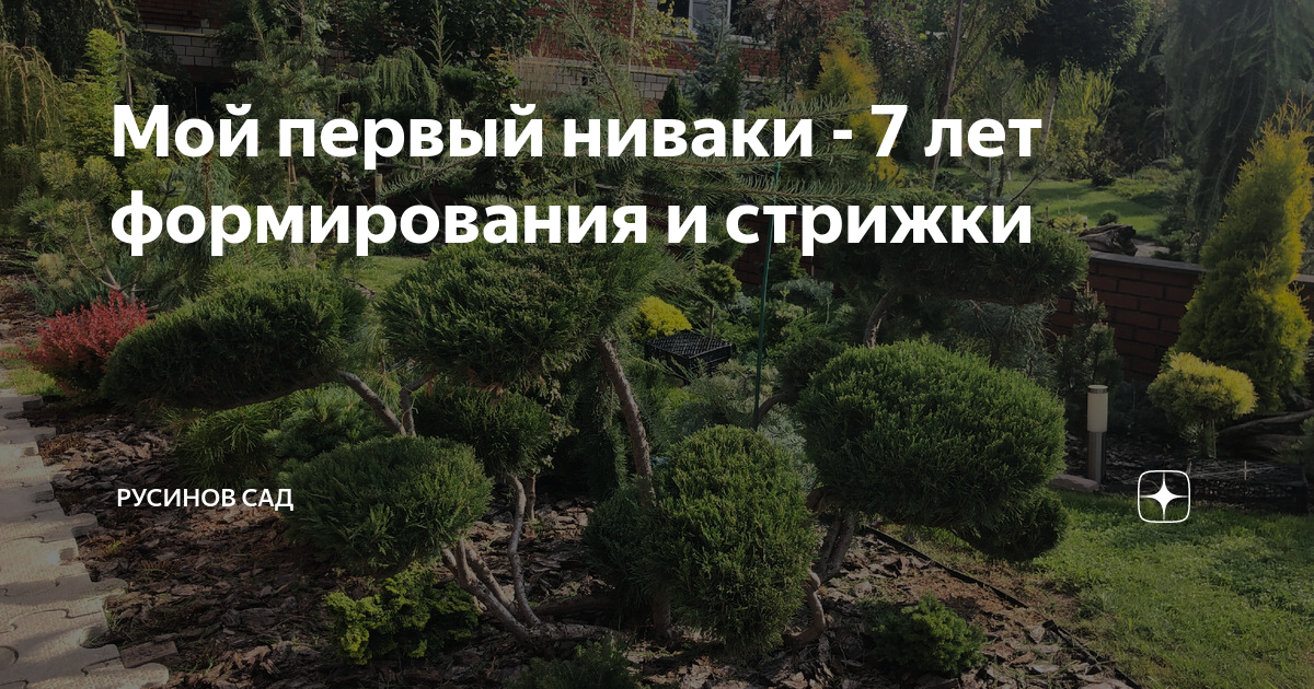 Мой первый ниваки - 7 лет формирования и стрижки | Русинов Сад | Дзен