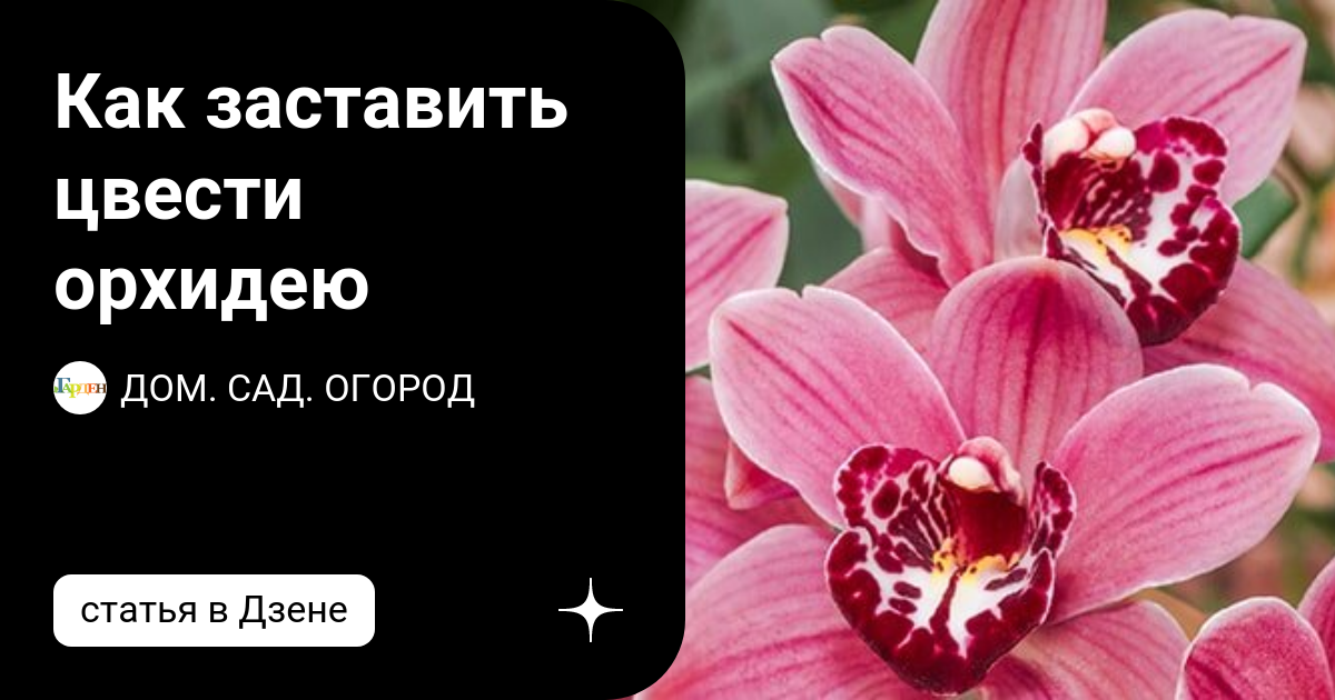 Как заставить цвести орхидею | ДОМ. САД. ОГОРОД | Дзен