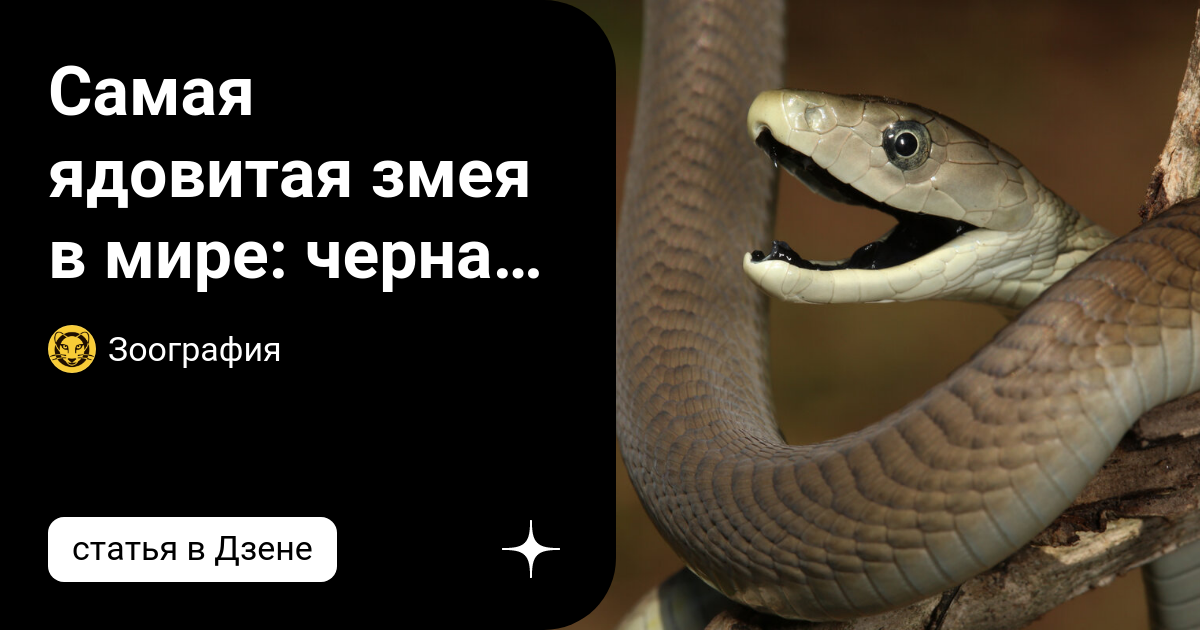 самая ядовитая змея приморья