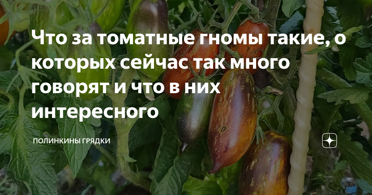 Что за томатные гномы такие, о которых сейчас так много говорят и что в ...
