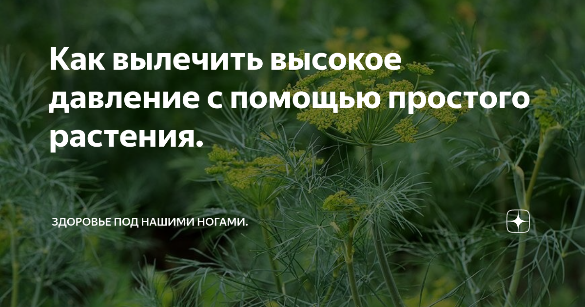 Как лечить высокую. Семя укропа от давления. Отвар укропа и ромашки пропорции. Трава которая благотворно влияет на нервную систему. Фото семена укропа от давления.