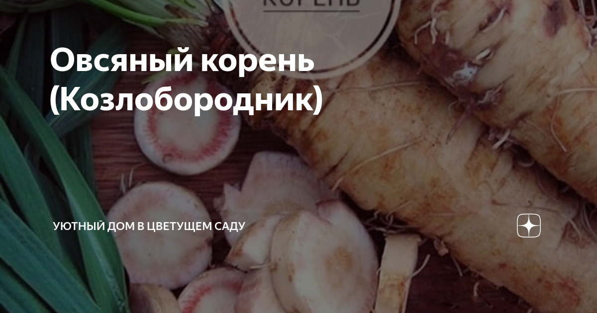 Овсяный корень (Козлобородник) | Эффективно и просто — комнатные ...