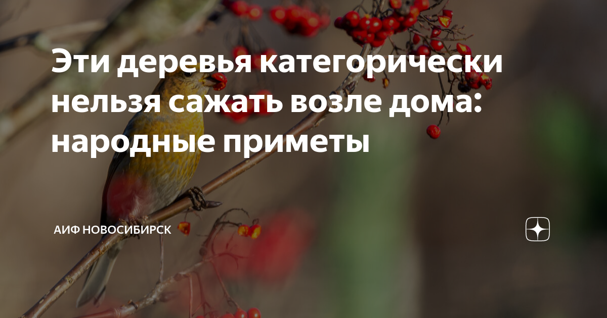 Осина