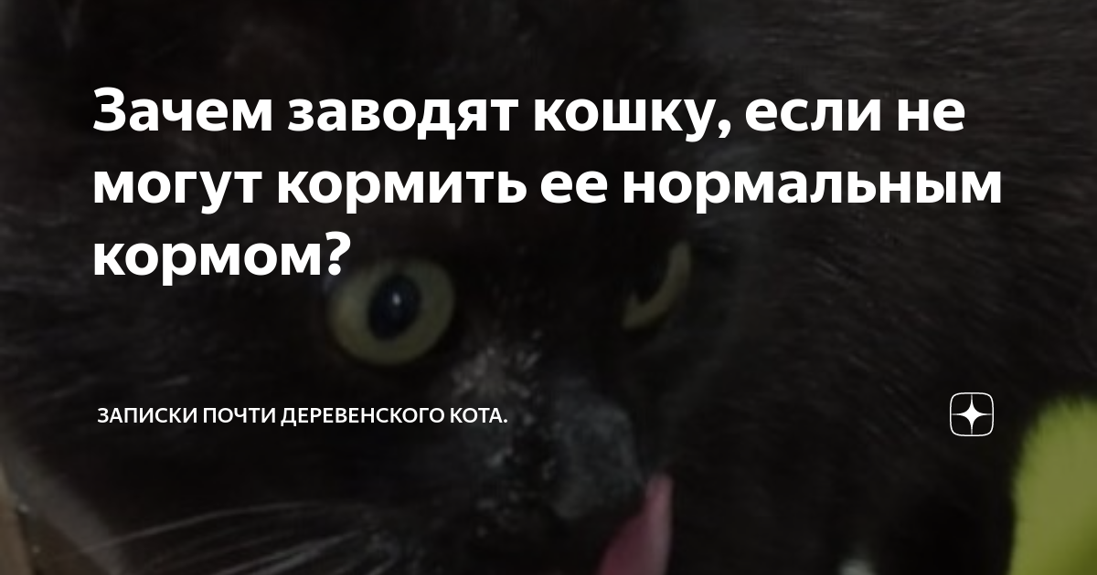 Зачем заводят кошку, если не могут кормить ее нормальным кормом ...